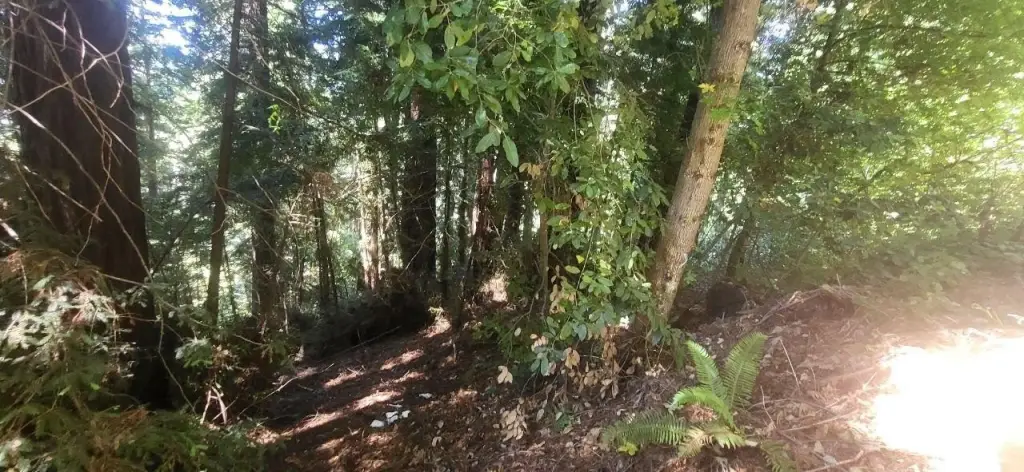 Picture 8