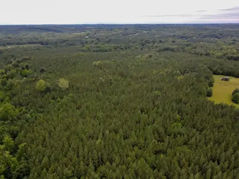 Wooded Hunting and Timber Tract