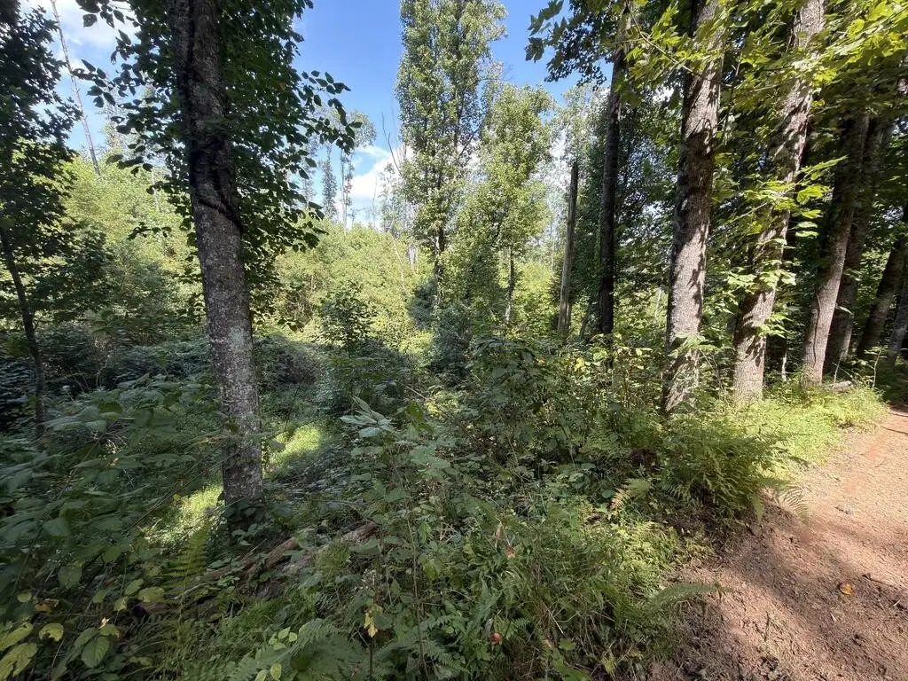 Picture 46