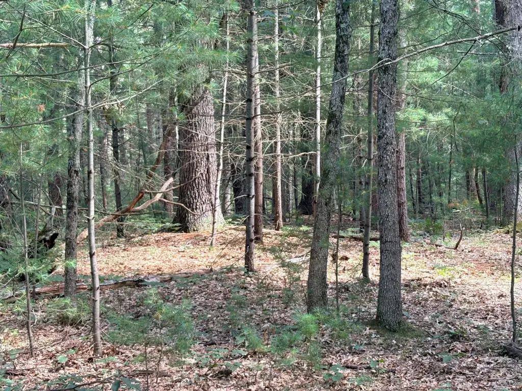 Picture 41