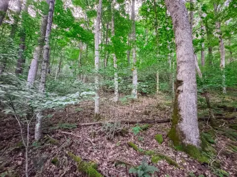 Webster County Vacant Land