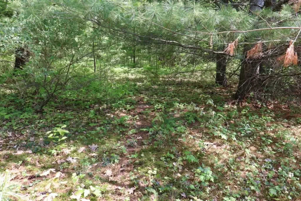 Picture 47