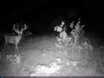 Comanche County Hunting Paradise