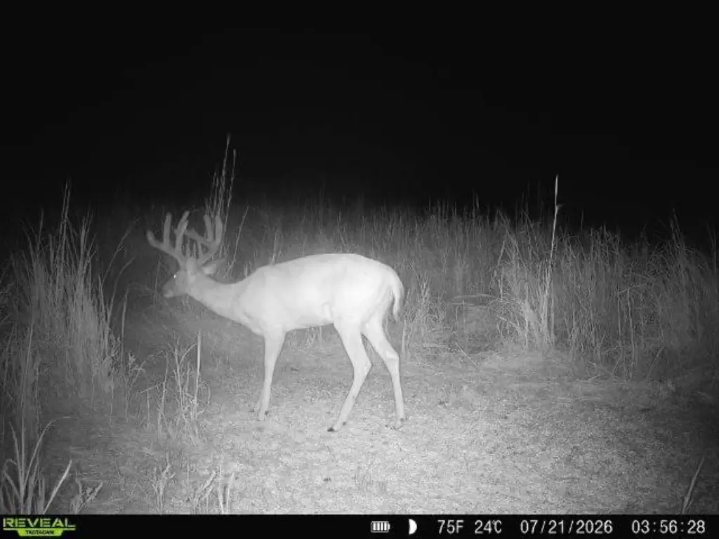 Picture 12
