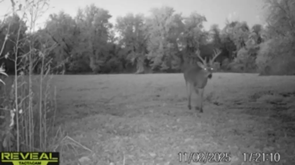 Picture 41