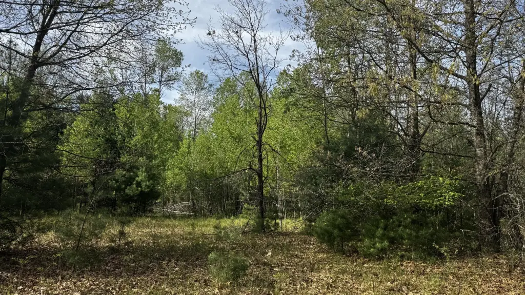 Picture 21