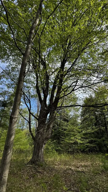 Picture 36