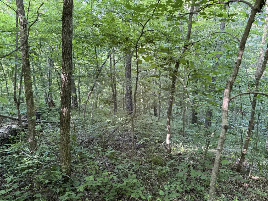 Picture 5
