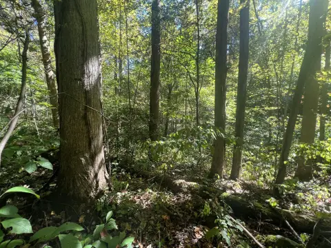 Red River Gorge Building Lot