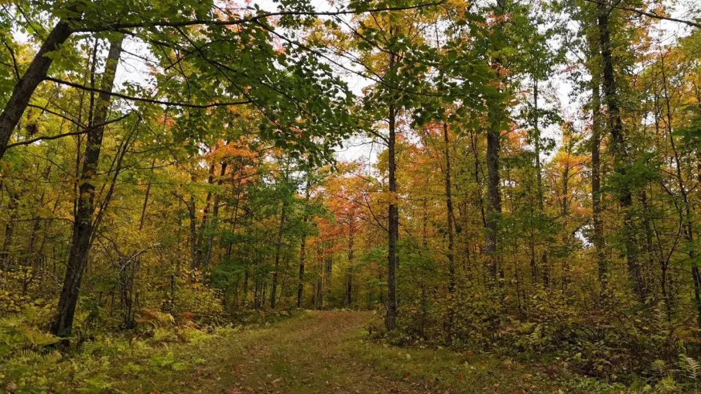 Picture 43