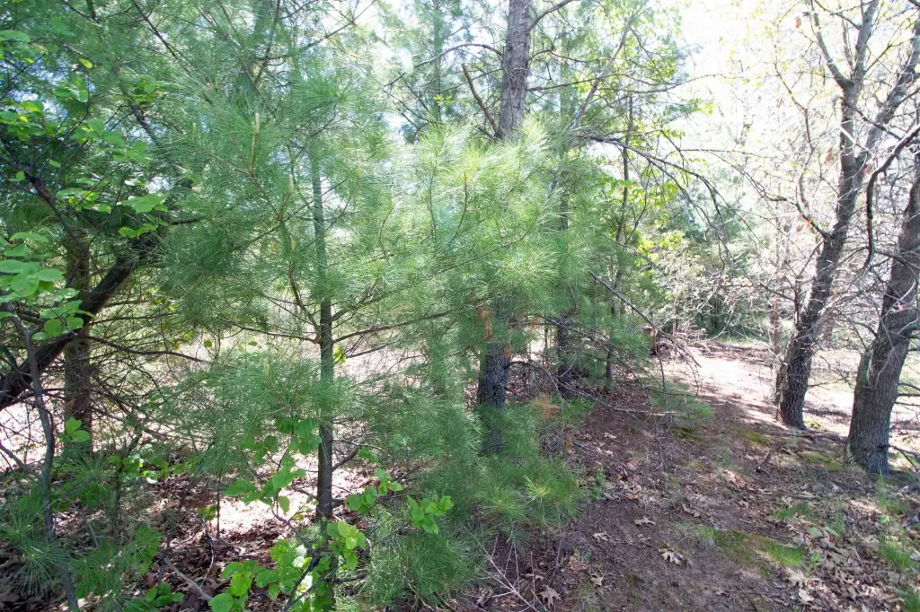Picture 14