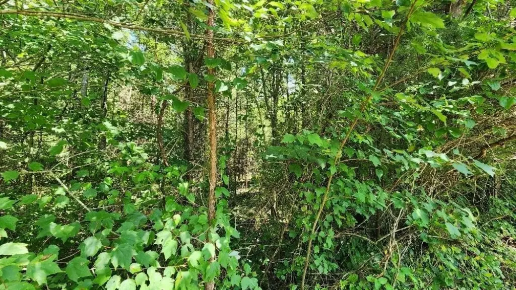 Picture 3