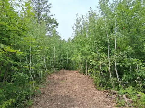 Wooded Recreational Land with Trails