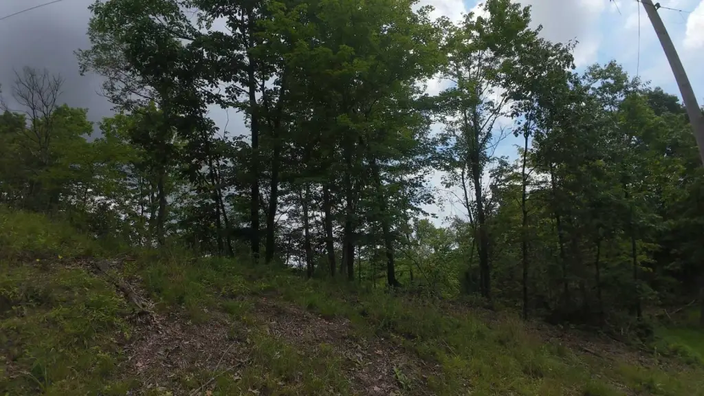 Picture 5