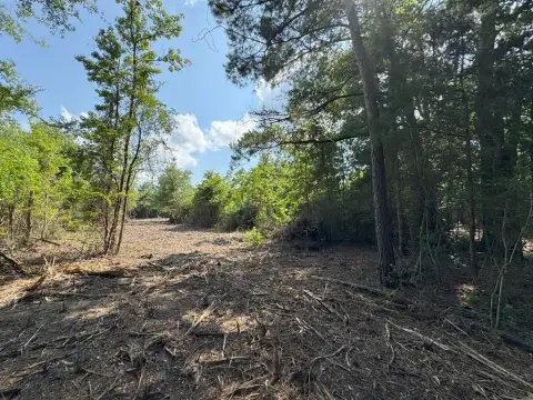 Unrestricted Timber Land in Timpson