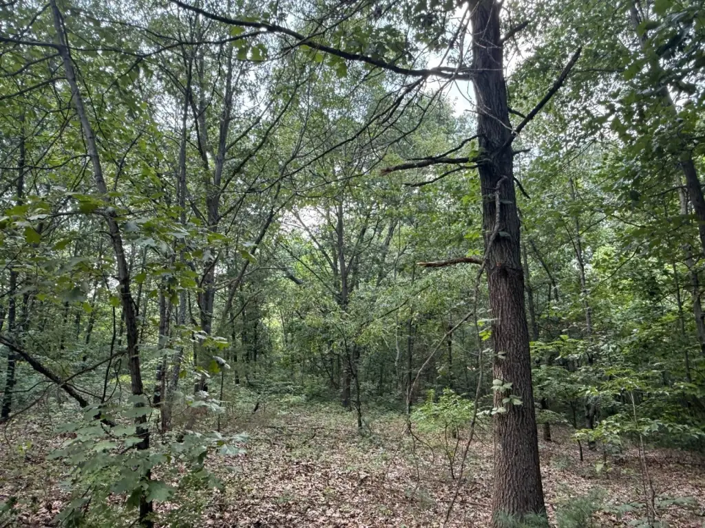 Picture 25