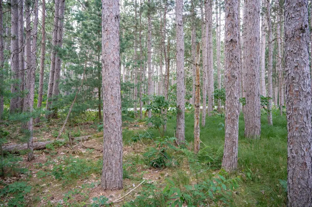 Picture 48
