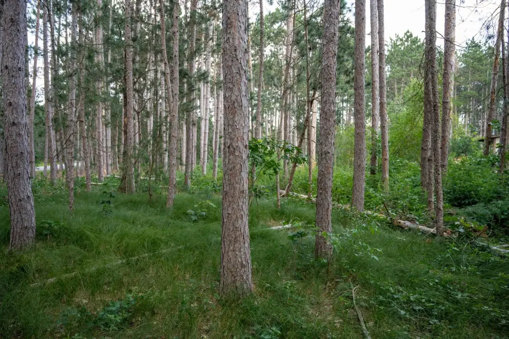 Picture 25