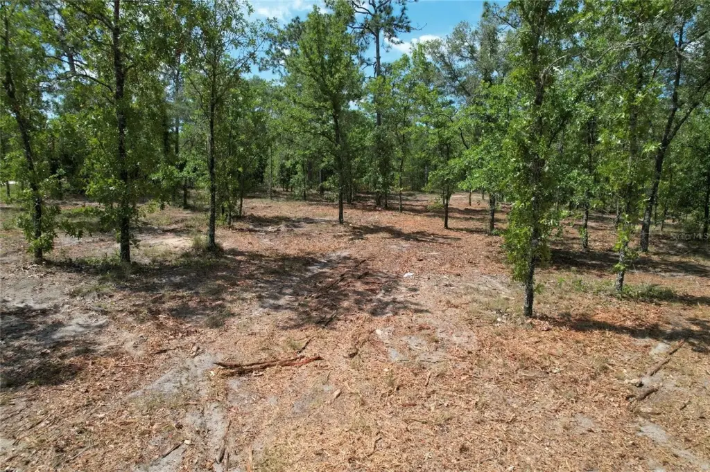 Picture 5