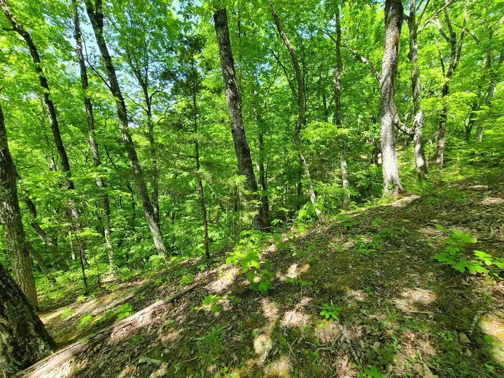 Picture 8