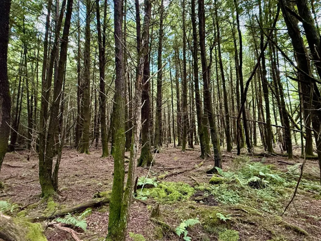Picture 38
