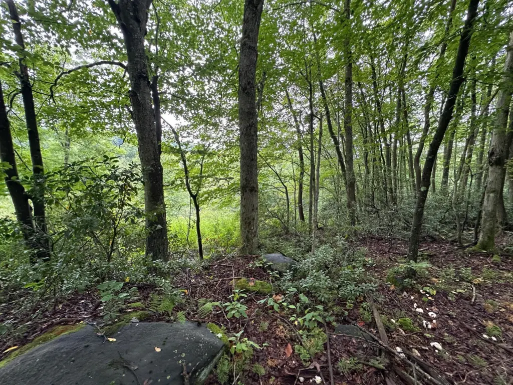 Picture 46