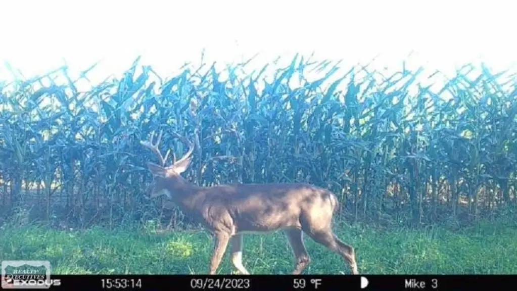 Picture 37