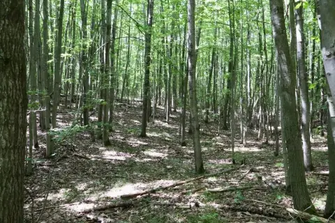 Hunting Land with Trail Access