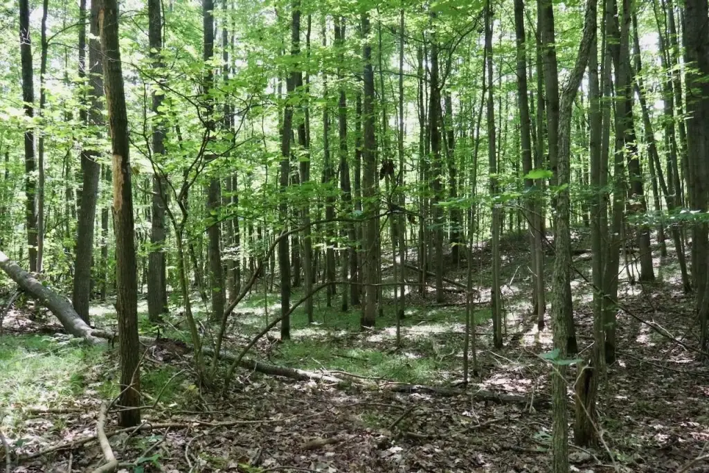 Picture 15