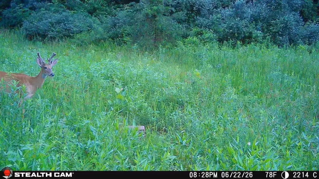 Picture 43