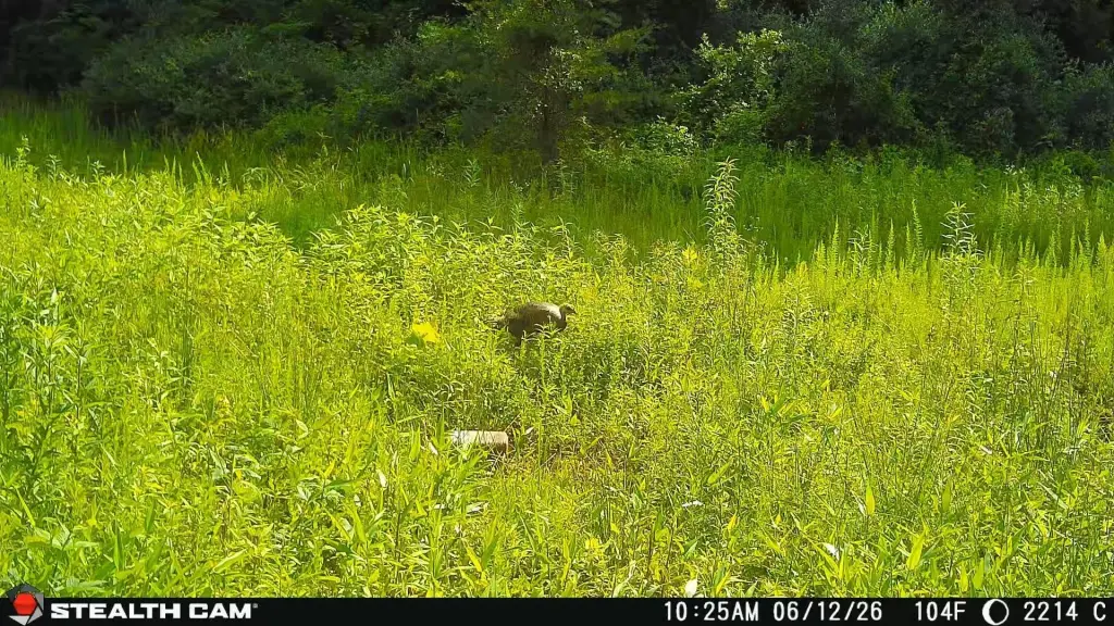 Picture 35