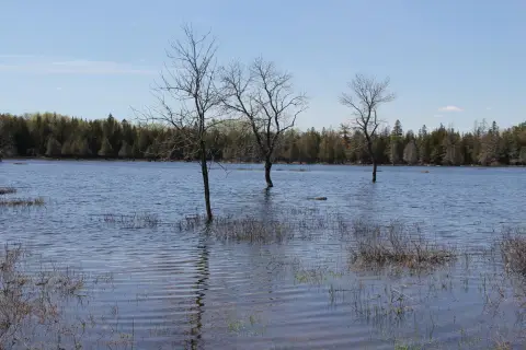Wooded Waterfront Land