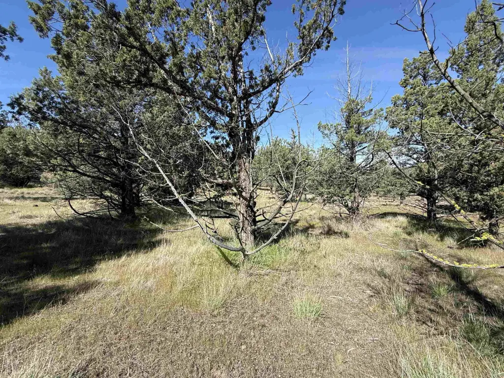 Picture 15