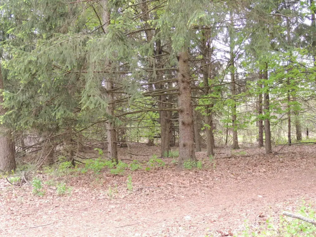 Picture 7