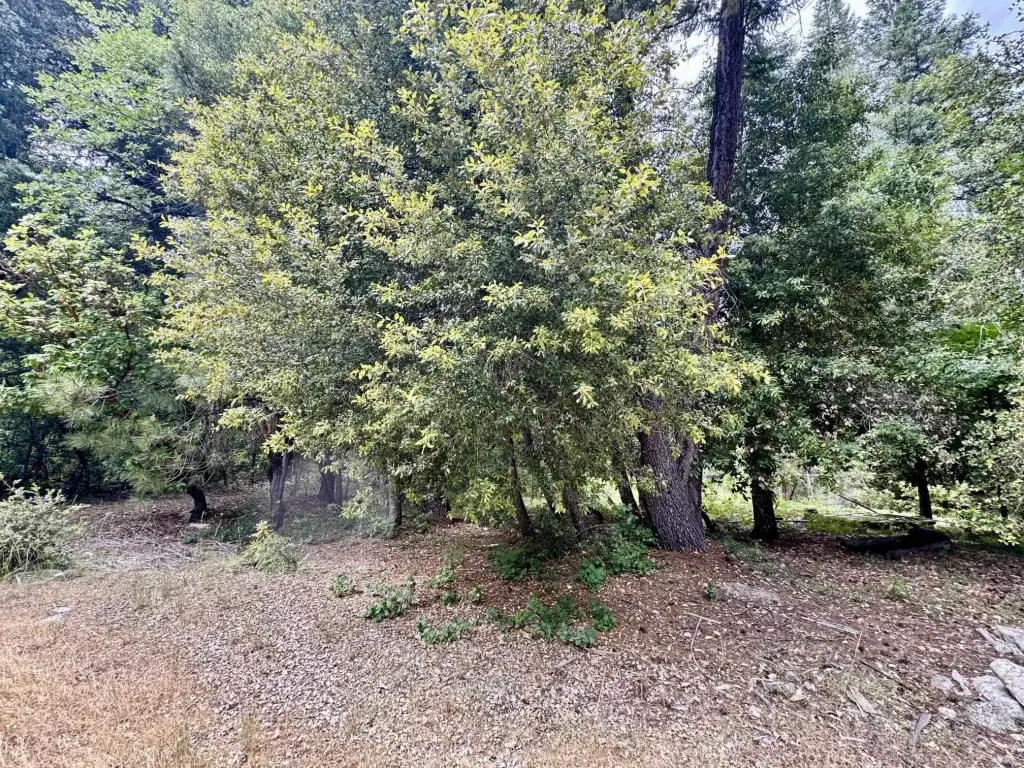 Picture 12