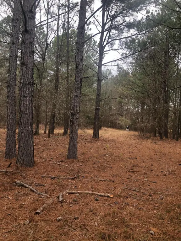 Picture 11
