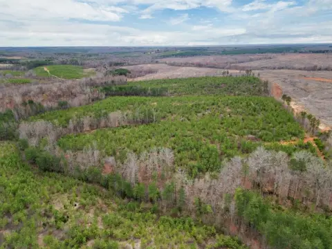 Timberland and Hunting Land Opportunity
