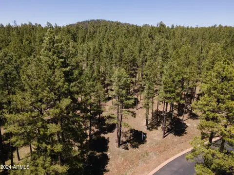 Pinetop Land Backing National Forest