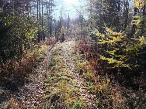 80 Acres Hunting Land in Laona