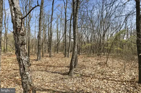 Wooded Land with Stream