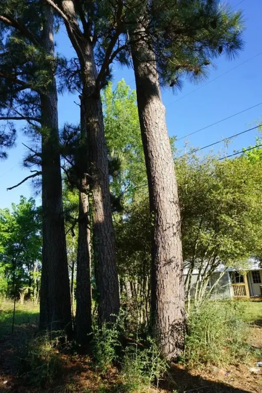 Picture 3
