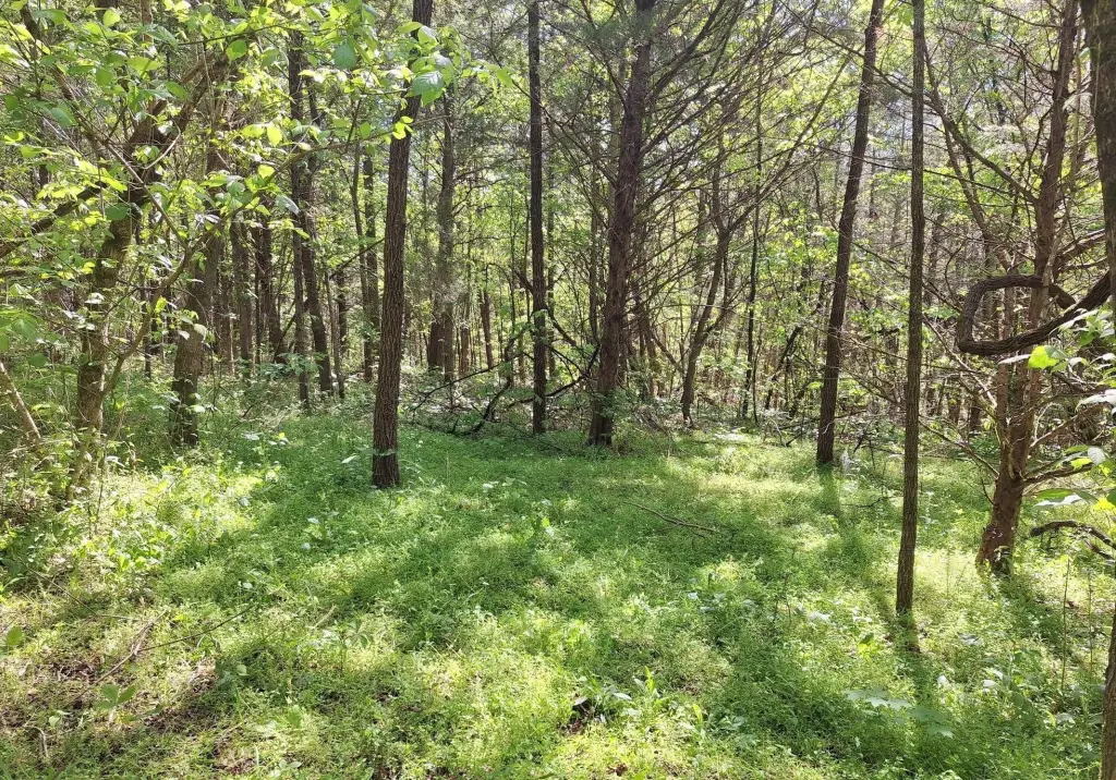 Picture 5