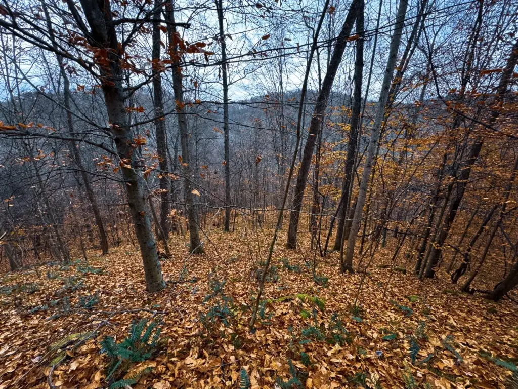 Picture 41