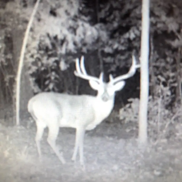 Picture 38