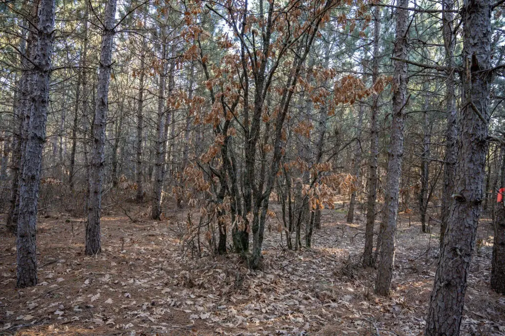 Picture 19