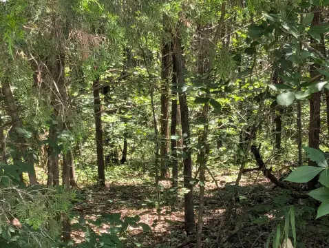 Lakeside Vacant Lots in Shell Knob