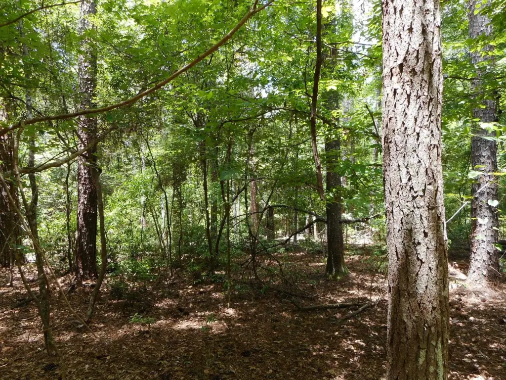 Picture 6