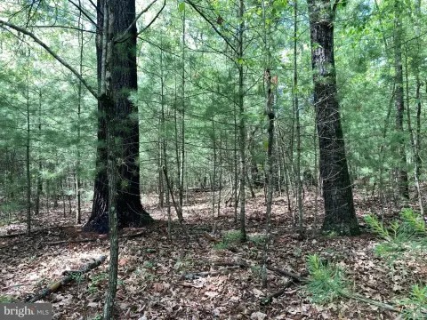 Level Wooded Lot For Sale