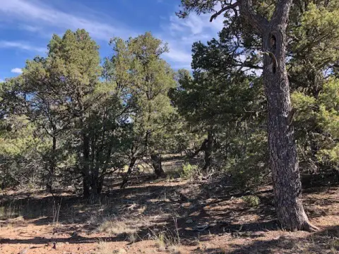 Wooded Residential Lot