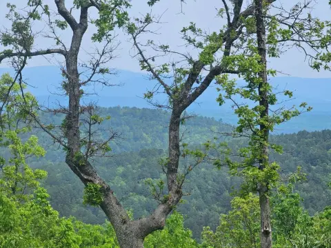 38.5 Acres of Wooded Land